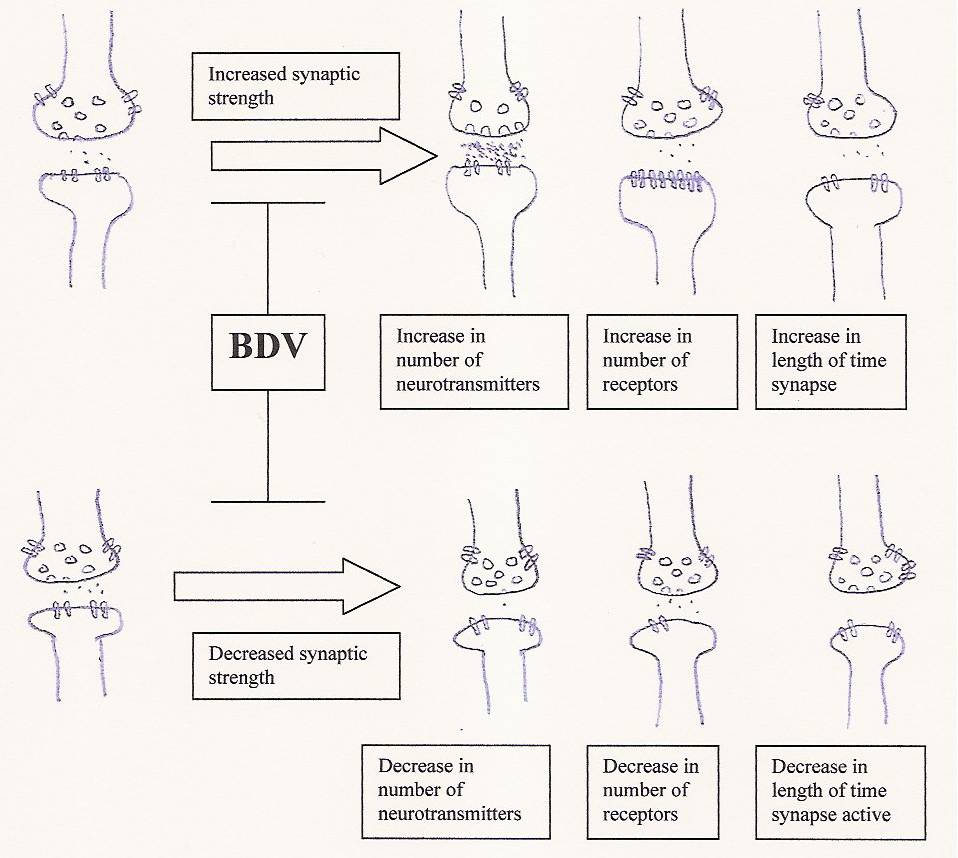 BDV synaptic plasticity.jpg