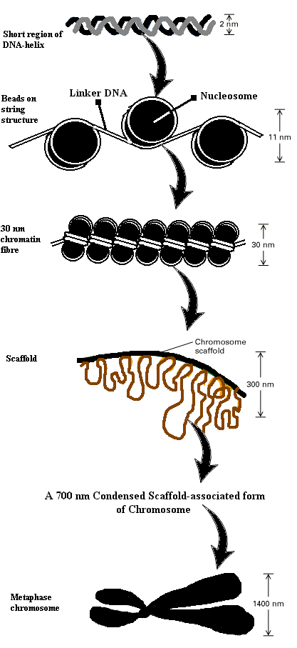 Chromatin Packaging.gif