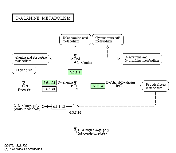 Metabolism of P. mirabilis