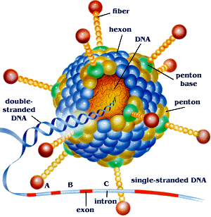 Adenovirus1.gif