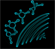 Characteristic bioluminescence of Vibrio harveyi