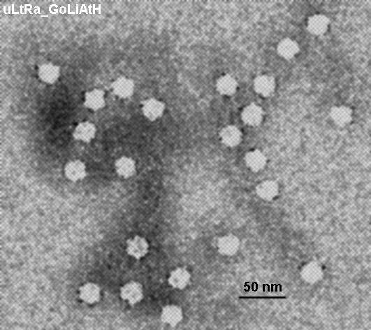 Canine parvovirus Samp k8797o.jpg