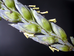 WheatFlower1 250px.jpg