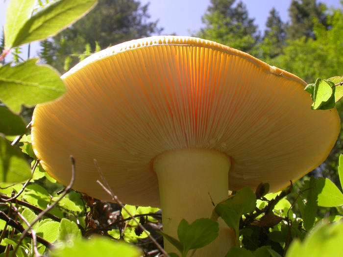 Amanita muscaria gills.jpeg