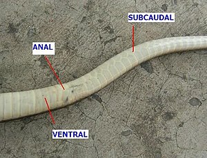 AB048 Scales on a snakes body.jpg