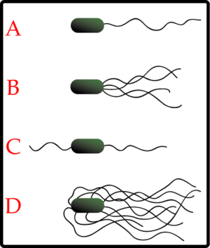 Flagella.png