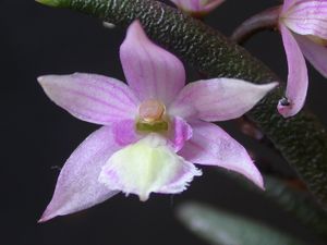 Leptotes harryphilllipsii.jpg