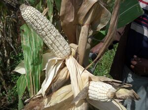 White maize.jpg