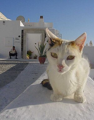 Greece-Cat.jpg