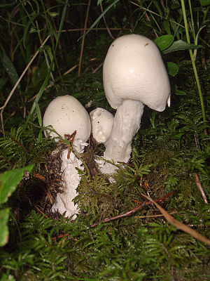 Amanita virosa 02.jpg