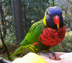 LorikeetGreenNapedOregonZoo.jpg