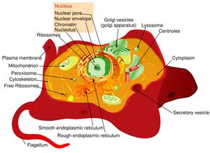 Animal cell.JPG