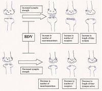 BDV synaptic plasticity.jpg