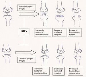 BDV synaptic plasticity.jpg