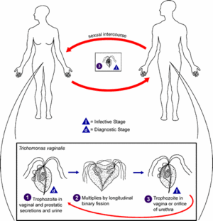 Trichomonas LifeCycle.gif