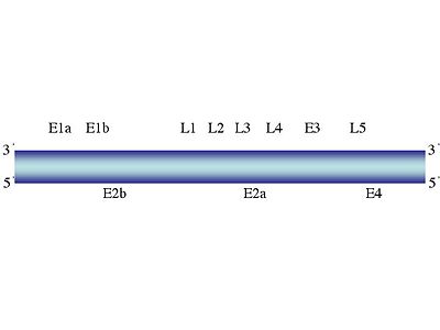 Adenoviruses-genome.jpg