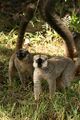 Red-fronted brown lemur Eulemur rufus. Male right, female left Template:Photo