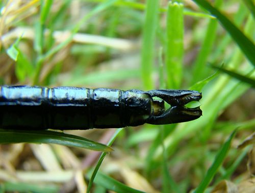 Emperor dragonfly male's pincers