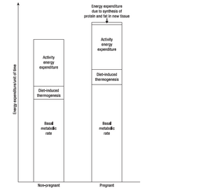 Pregnancymetabolism.PNG
