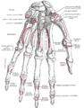 Bones of the left hand. Volar surface.