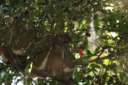 A pair of Eastern Woolly lemurs, (Avahi laniger) nesting during the day. Note the distinctive white stripe along the thigh which is one of the most distinguishing features of the woolly lemurs.Template:Photo