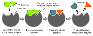 Induced fit diagram.svg