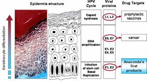 Hpv background(1).jpg