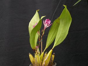 Bifrenaria tyrianthina 5.jpg