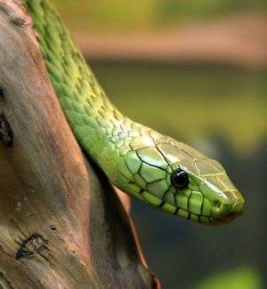 Dendroaspis viridis.jpg