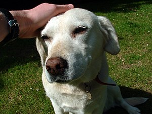 10 year-old yellow Labrador bitch.jpg