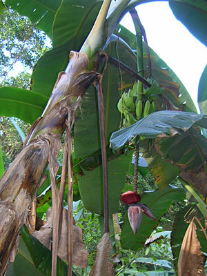 Banana flower.jpg