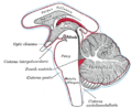 Diagram showing the positions of the three principal subarachnoid cisternæ