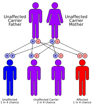 Autorecessive.svg