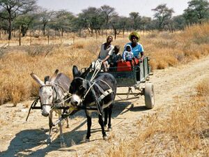 Damara People Namibia.jpg