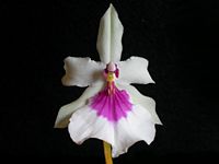 Miltonia moreliana