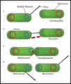 Thumbnail for version as of 19:54, 11 March 2022