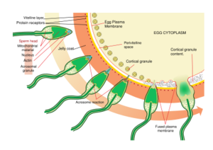 Acrosome reaction diagram svg.png