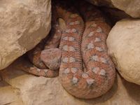 Palestine saw-scaled viper