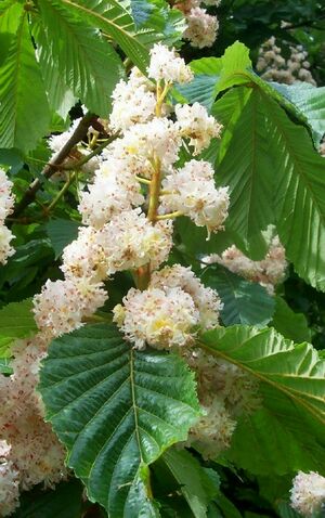 HorseChestnutFlowersMitchell.jpg