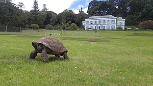 Tortoise Jonathan at Plantation House Saint Helena March 2020.jpg