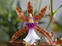 Miltonia clowesii