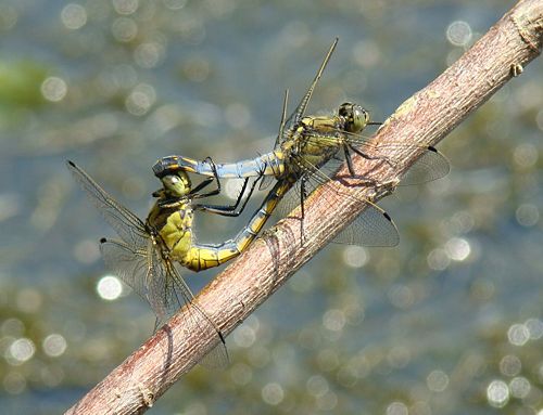 Orthetrum cancellatum mating