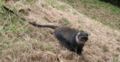 A Sykes monkey (Cercopithecus albogularis), Nairobi, Kenya. Template:Photo