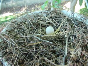 Mourning Dove Egg.JPG