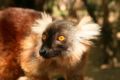 Female Black Lemur Eulemur macaco Template:Photo