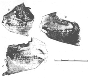 Dassie remains C.K.Brain (1969).gif