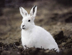 Arctic hare.jpg