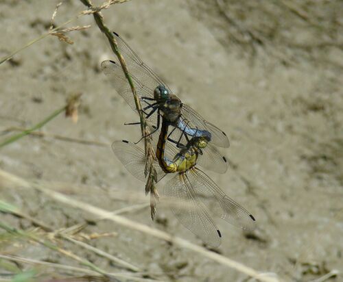 Black-tailed Skimmers mating