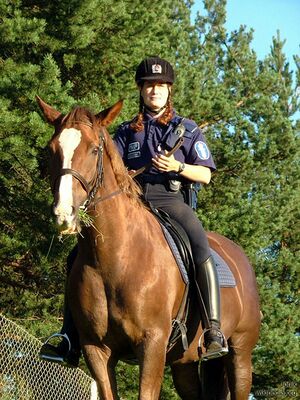 Mounted police officer in Helsinki Finland.jpg