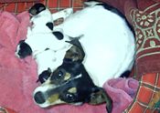 Pasqua mini fox terrier with pups.jpg